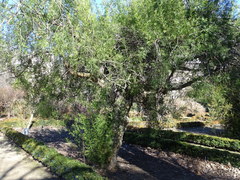 Schinus lentiscifolia