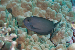 Acanthurus thompsoni
