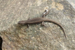 Carinascincus ocellatus