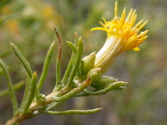 Ericameria nana