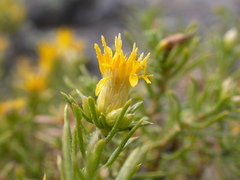 Ericameria nana