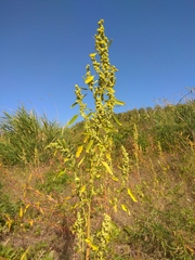 Chenopodium ficifolium