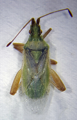 Harmostes reflexulus