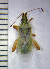 Harmostes reflexulus