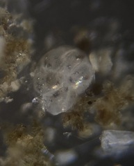 Cassidulina