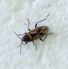 Xanthochilus quadratus