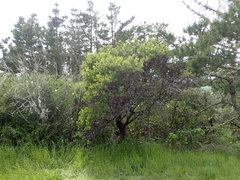 Arctostaphylos virgata