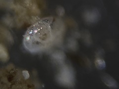 Cassidulina