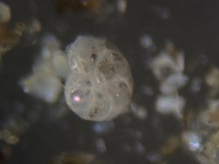 Cassidulina