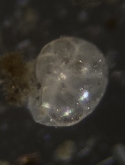 Cassidulina