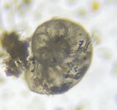 Cassidulina