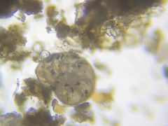 Cassidulina