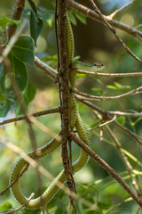 Chrysopelea ornata ornatissima