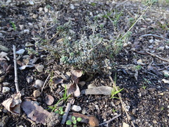 Alyssum serpyllifolium