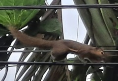 Callosciurus notatus