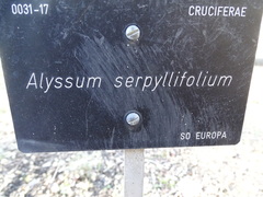 Alyssum serpyllifolium