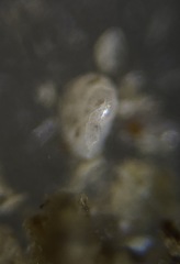 Cassidulina