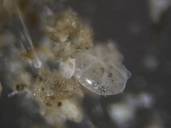 Cassidulina