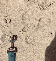 Oryctolagus cuniculus cuniculus