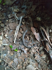 Subdoluseps bowringii