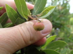 Arctostaphylos virgata