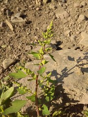 Chenopodium acerifolium