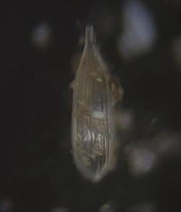 Lagena striata