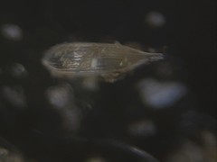 Lagena striata