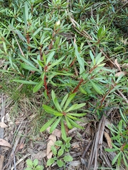 Tasmannia xerophila