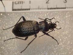 Carabus granulatus interstitialis