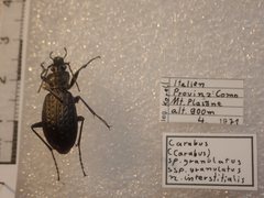 Carabus granulatus interstitialis