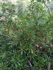 Tasmannia xerophila