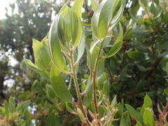Arctostaphylos virgata
