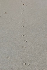 Oryctolagus cuniculus cuniculus