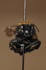 Melecta pacifica