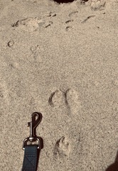 Oryctolagus cuniculus cuniculus