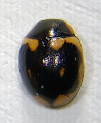 Hyperaspis trifurcata