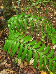 Asplenium scleroprium