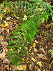 Asplenium scleroprium