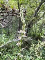 Chlorophytum bowkeri