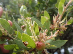 Arctostaphylos virgata