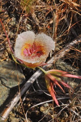 Calochortus coxii