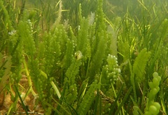Electroma papilionacea