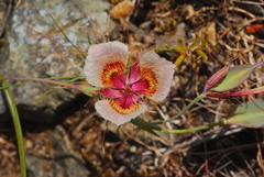 Calochortus coxii
