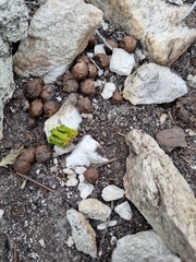 Oreotragus oreotragus