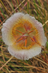 Calochortus coxii