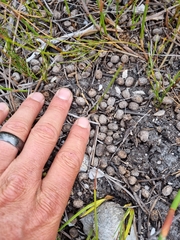 Oreotragus oreotragus