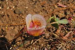 Calochortus coxii