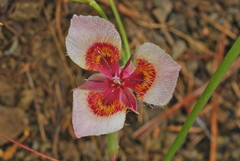 Calochortus coxii