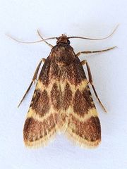 Aglossa cacamica